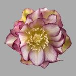 Helleborus Eva