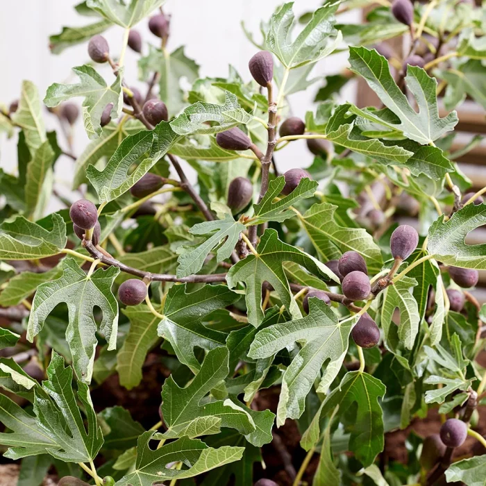 Ficus carica LITTLE MISS FIGGYFicus carica LITTLE MISS FIGGY