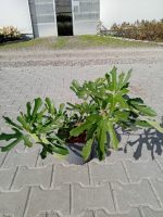 Ficus carica LITTLE MISS FIGGY