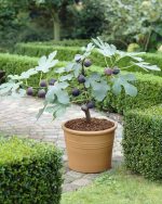 (Ficus carica) LITTLE MISS FIGGY