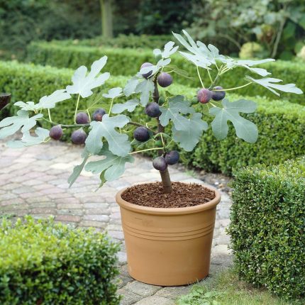 (Ficus carica) LITTLE MISS FIGGY