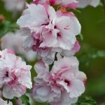 Hibiscus syriacus FRENCH CABARET PASTEL-