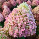 Hydrangea paniculata 'Pixio'