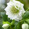 Helleborus Dafine