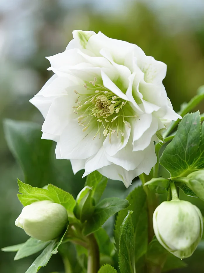 Helleborus Dafine