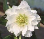 Helleborus Dafine