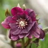 Helleborus Jaëlla