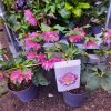 Helleborus Jiska