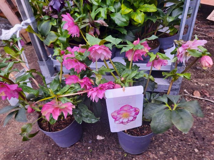 Helleborus Jiska