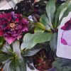 Helleborus Rhodé