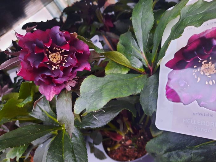 Helleborus Rhodé