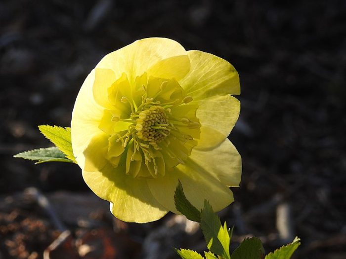 Helleborus ViV Lucrezia