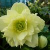 Helleborus Xanthia