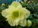 Helleborus Xanthia