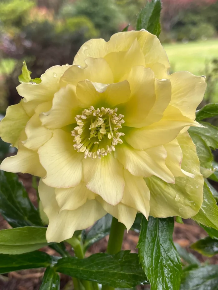 Helleborus Xanthia