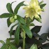 Helleborus Xanthia