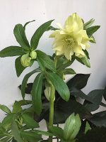 Helleborus Xanthia