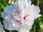 Hibiscus syriacus FRENCH CABARET PASTEL