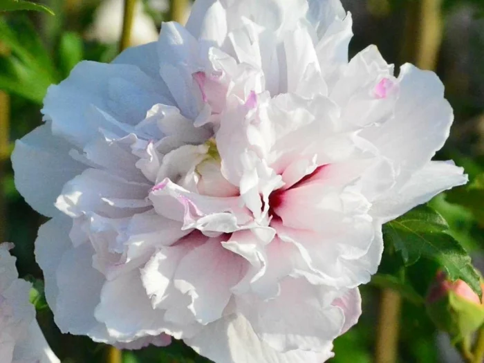 Hibiscus syriacus FRENCH CABARET PASTEL
