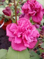 Hibiscus syriacus FRENCH CABARET RED
