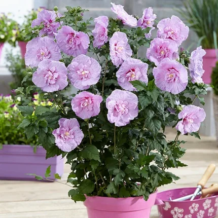 Hibiscus syriacus LAVENDER CHIFFON 'Notwoodone'