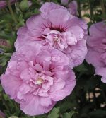 Hibiscus syriacus LAVENDER CHIFFON 'Notwoodone'