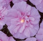 Hibiscus syriacus LAVENDER CHIFFON 'Notwoodone'
