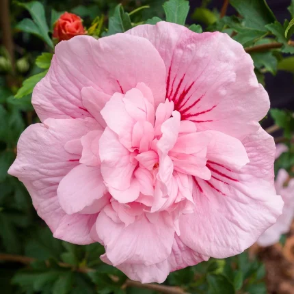 Hibiscus syriacus PINK CHIFFON
