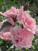 Hibiscus syriacus PINK CHIFFON