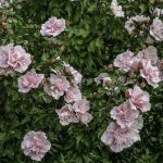 Hibiscus syriacus PINK CHIFFON 'Jwnwood4'