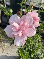 Hibiscus syriacus PINK CHIFFON