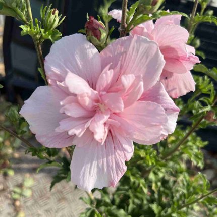 Hibiscus syriacus PINK CHIFFON
