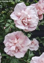 Hibiscus syriacus PINK CHIFFON