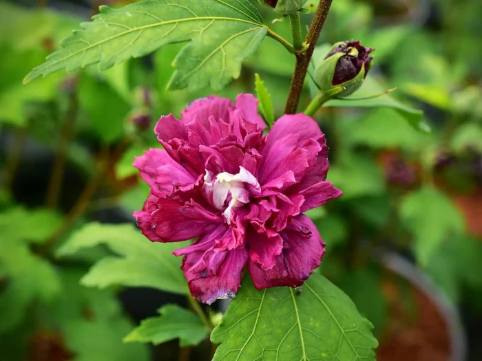 Hibiscus syriacus FRENCH CABARET RED-C5 - imagine 3