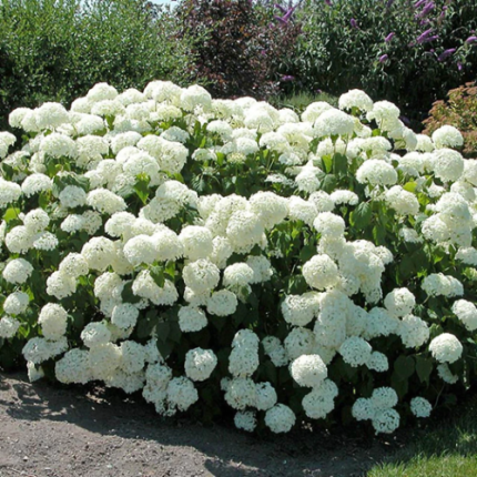 Hortensia arborescens 'Annabelle'