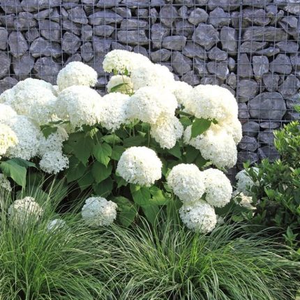 Hortensia arborescens 'Annabelle'