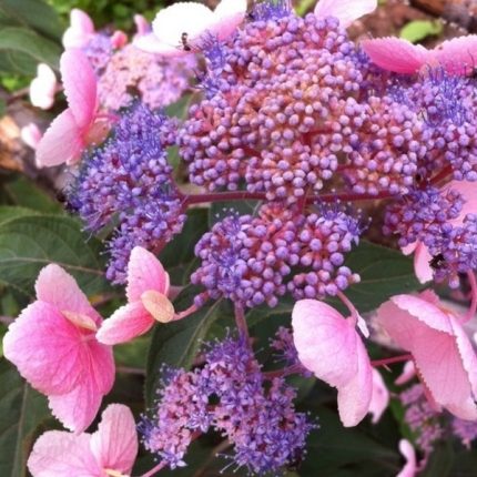 Hortensia aspera HOT CHOCOLATE