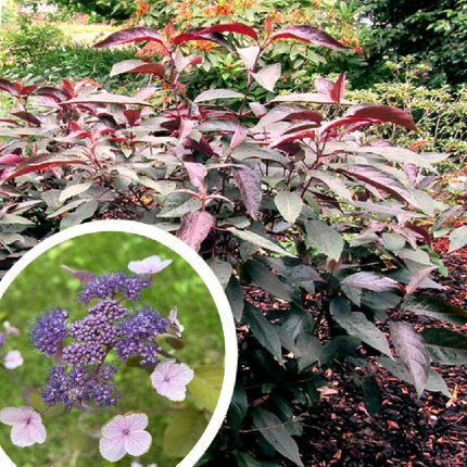 Hydrangea aspera HOT CHOCOLATE