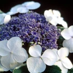 Hortensia macrophylla LIGHT-O-DAY 'Bailday'