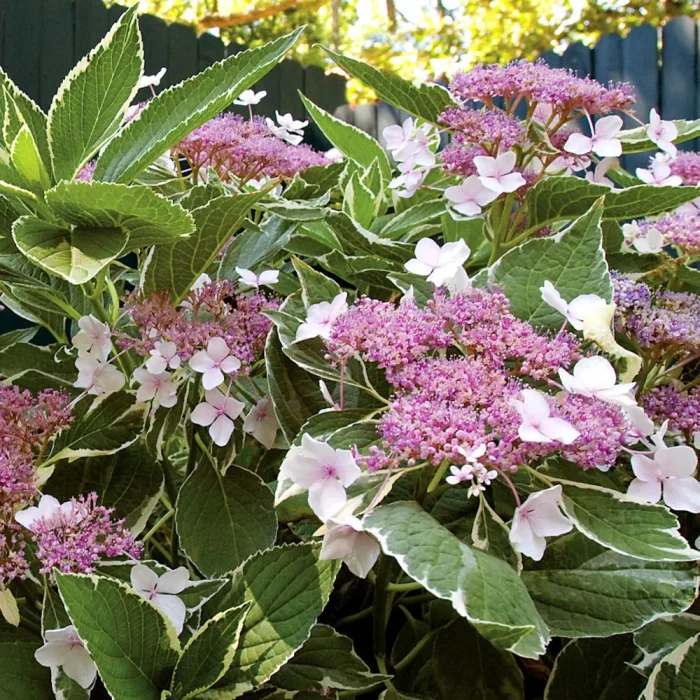 Hortensia macrophylla LIGHT-O-DAY 'Bailday'-C5 - imagine 5