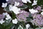 Hortensia macrophylla LIGHT-O-DAY 'Bailday'-C5 - imagine 3