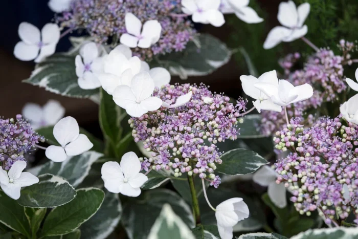 Hortensia macrophylla LIGHT-O-DAY 'Bailday'-C5 - imagine 3