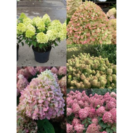 Hydrangea paniculata 'Pixio'