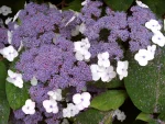 Hortensia villosa