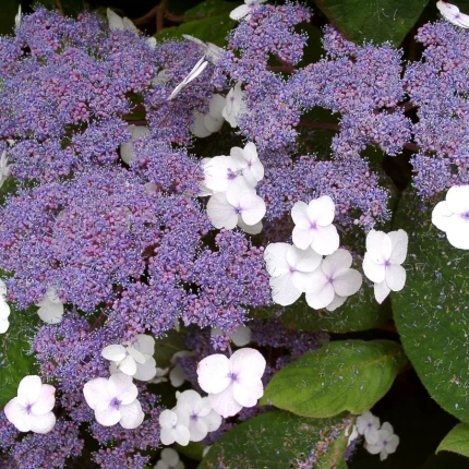 Hortensia villosa