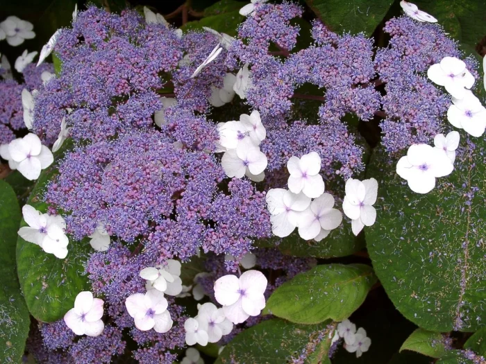 Hortensia villosa