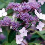 Hortensia villosa