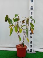 Hortensia villosa