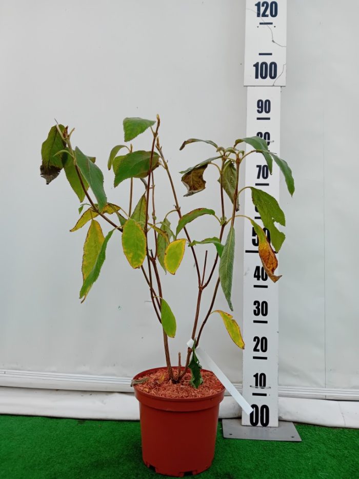 Hortensia villosa