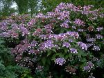 Hortensia villosa
